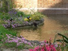 �뉀�����ї��Ƃ��Ƃ��Ă���J���K���̎ʐ^